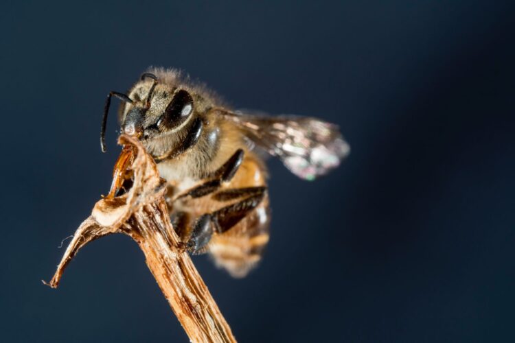 fotografia macro