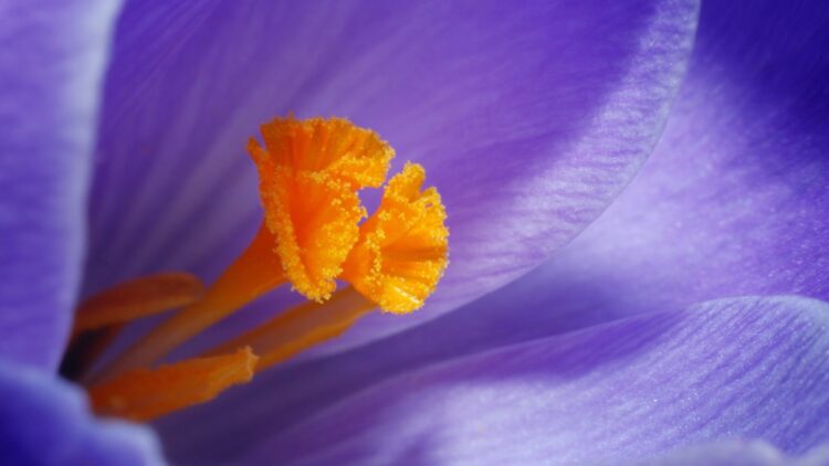 macrofotografia