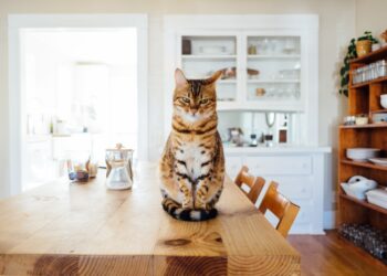 fotografare animali domestici