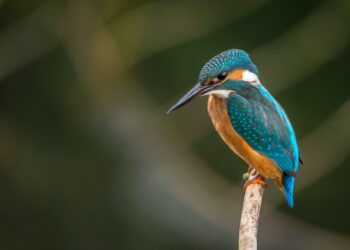 Fotografia Naturalistica
