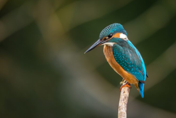 Fotografia Naturalistica